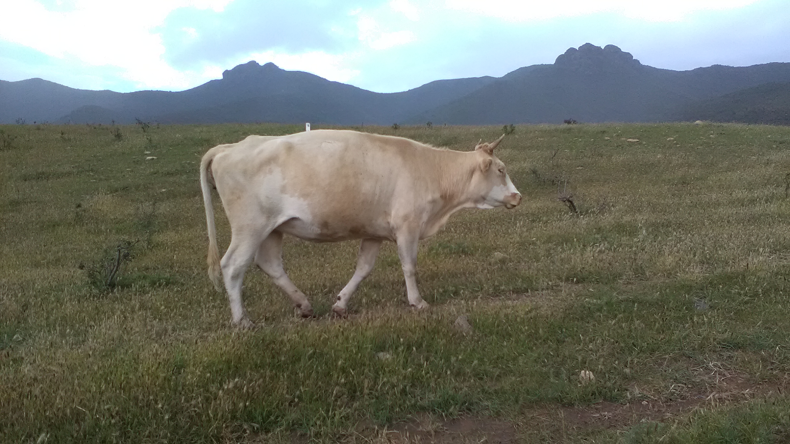 草原の牛